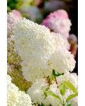 Гортензія волотиста Діамантіно | Hydrangea paniculata Diamantino | Гортензия метельчатая Диамантино